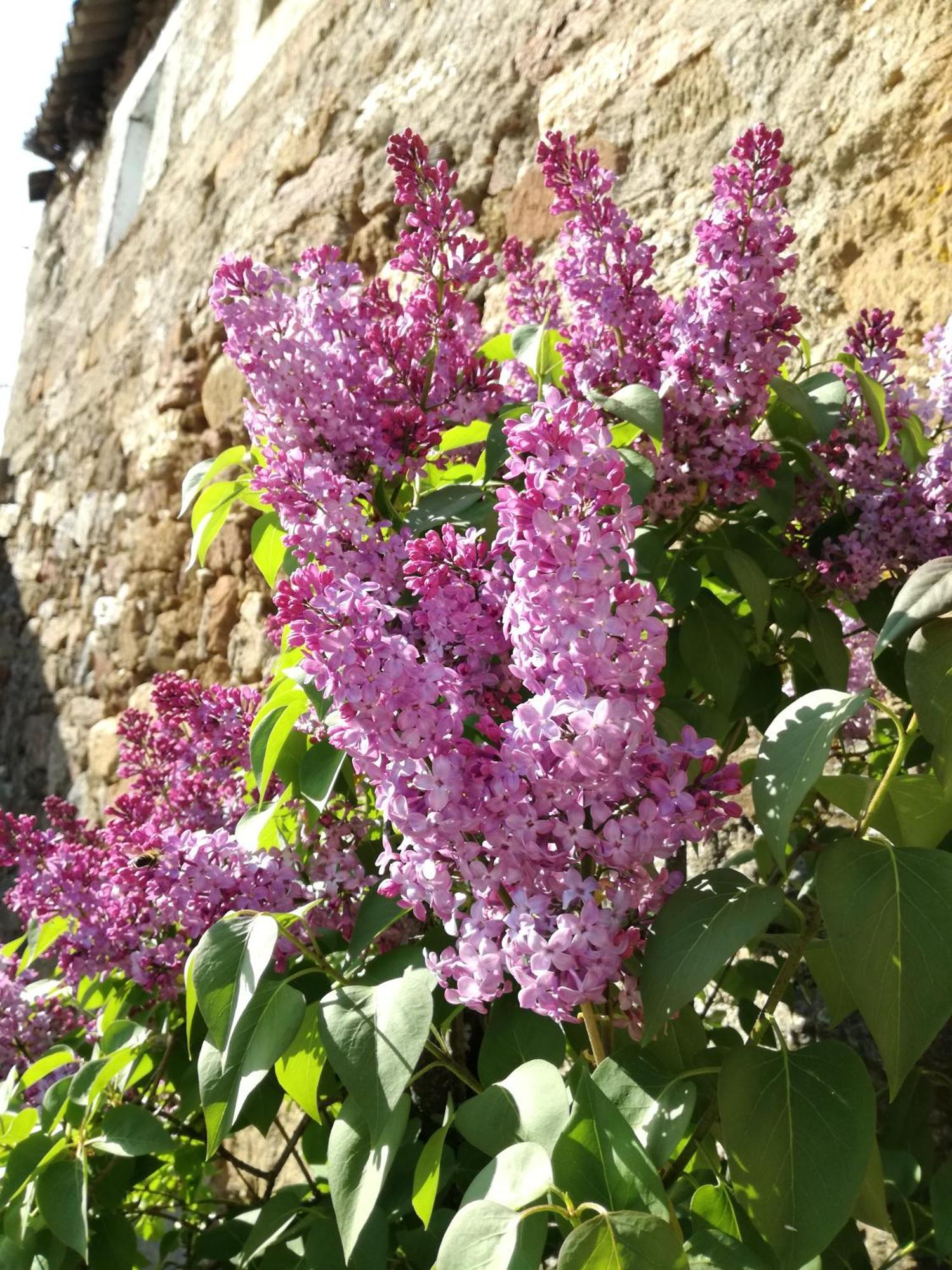 La Posada De Pedrazales Esterno foto